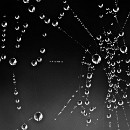 021 Wilfried Goerlich